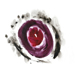 full_circle11